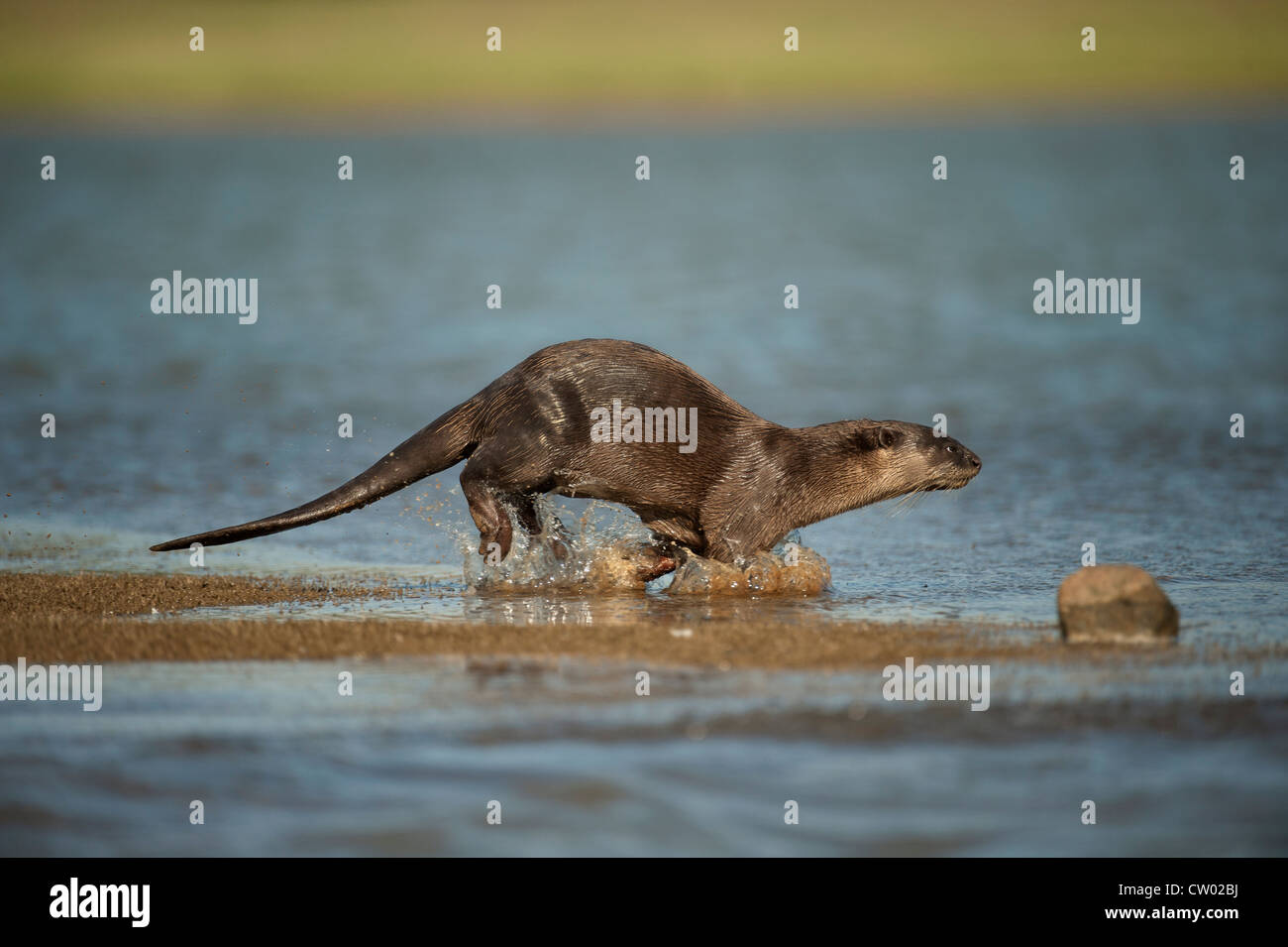 Glatt beschichtet Otter | Kabini, Süd-Indien Stockfoto