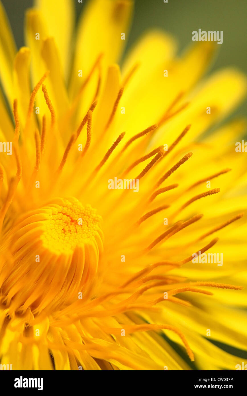 Löwenzahn Blüte. Stockfoto