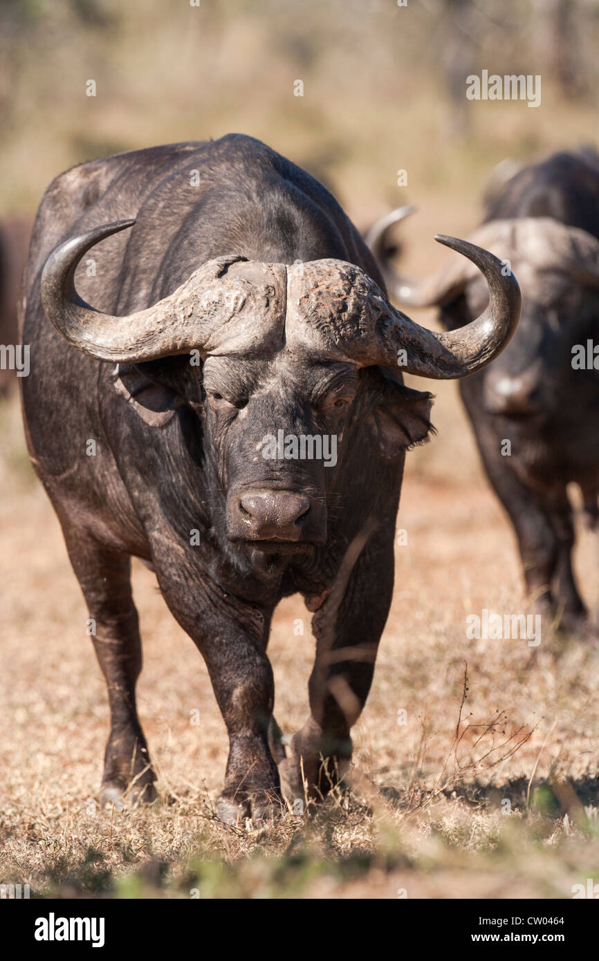 Kaffernbüffel (Syncerus Caffer) Hluhluwe-iMfolozi Game reserve, KwaZulu-Natal, Südafrika Stockfoto