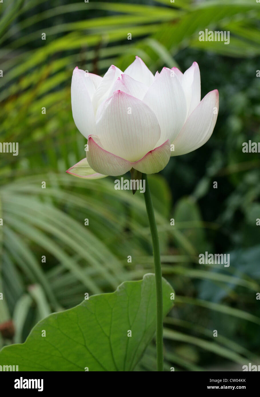 Indian Lotus, Heilige Lotus, Bean von Indien oder Heilige Wasserlilie, Nelumbo Nucifera, Nelumbonaceae, Sy Nelumbium Speciosum Stockfoto