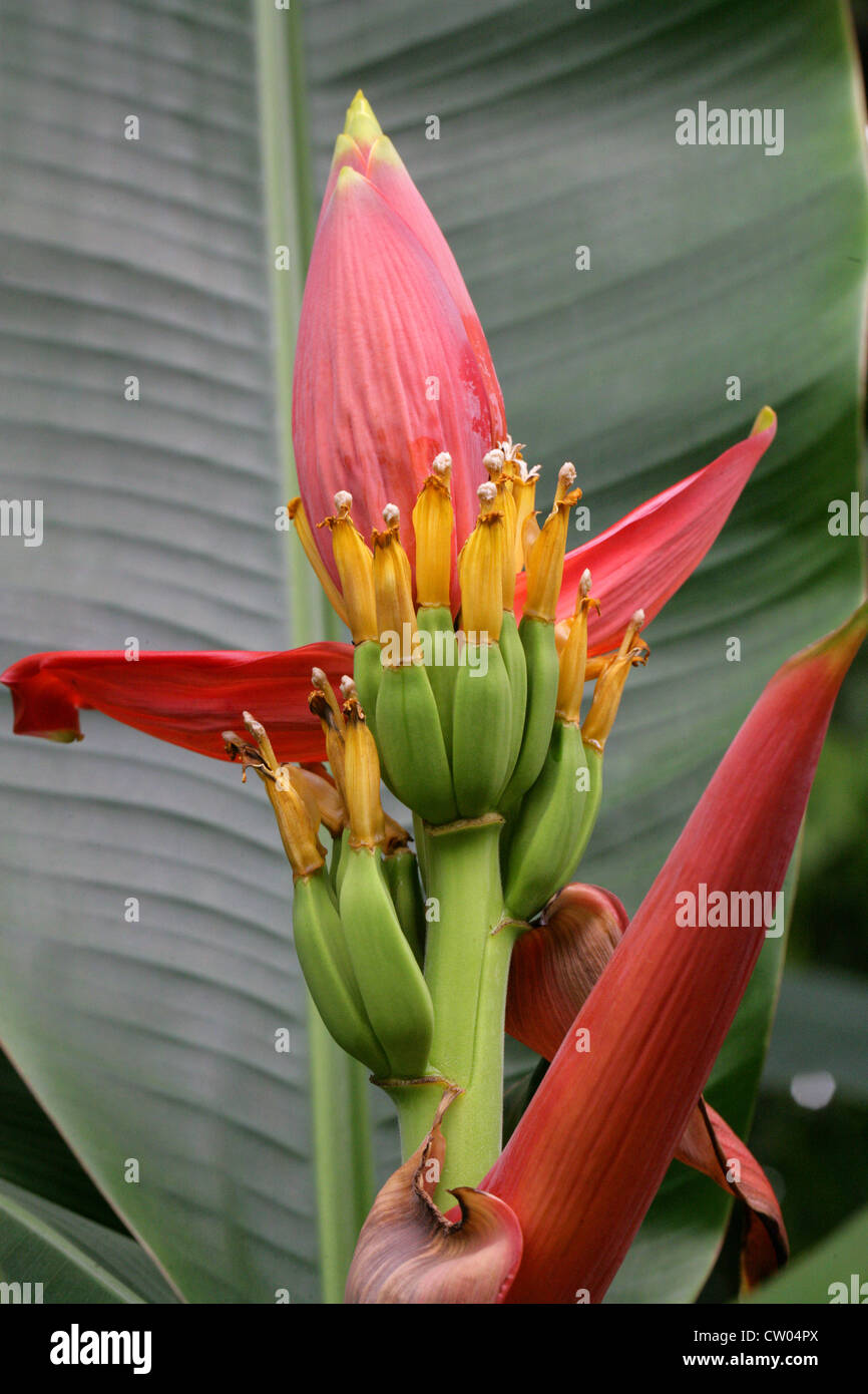 Dekorative Banane, Musa Laterita, Musaceae. Assam, N. Thailand, Asien. Stockfoto