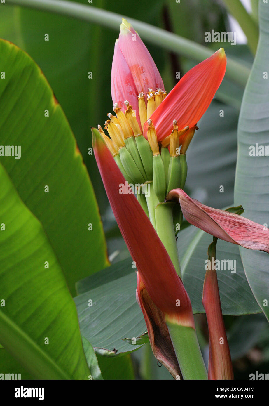 Dekorative Banane, Musa Laterita, Musaceae. Assam, N. Thailand, Asien. Stockfoto