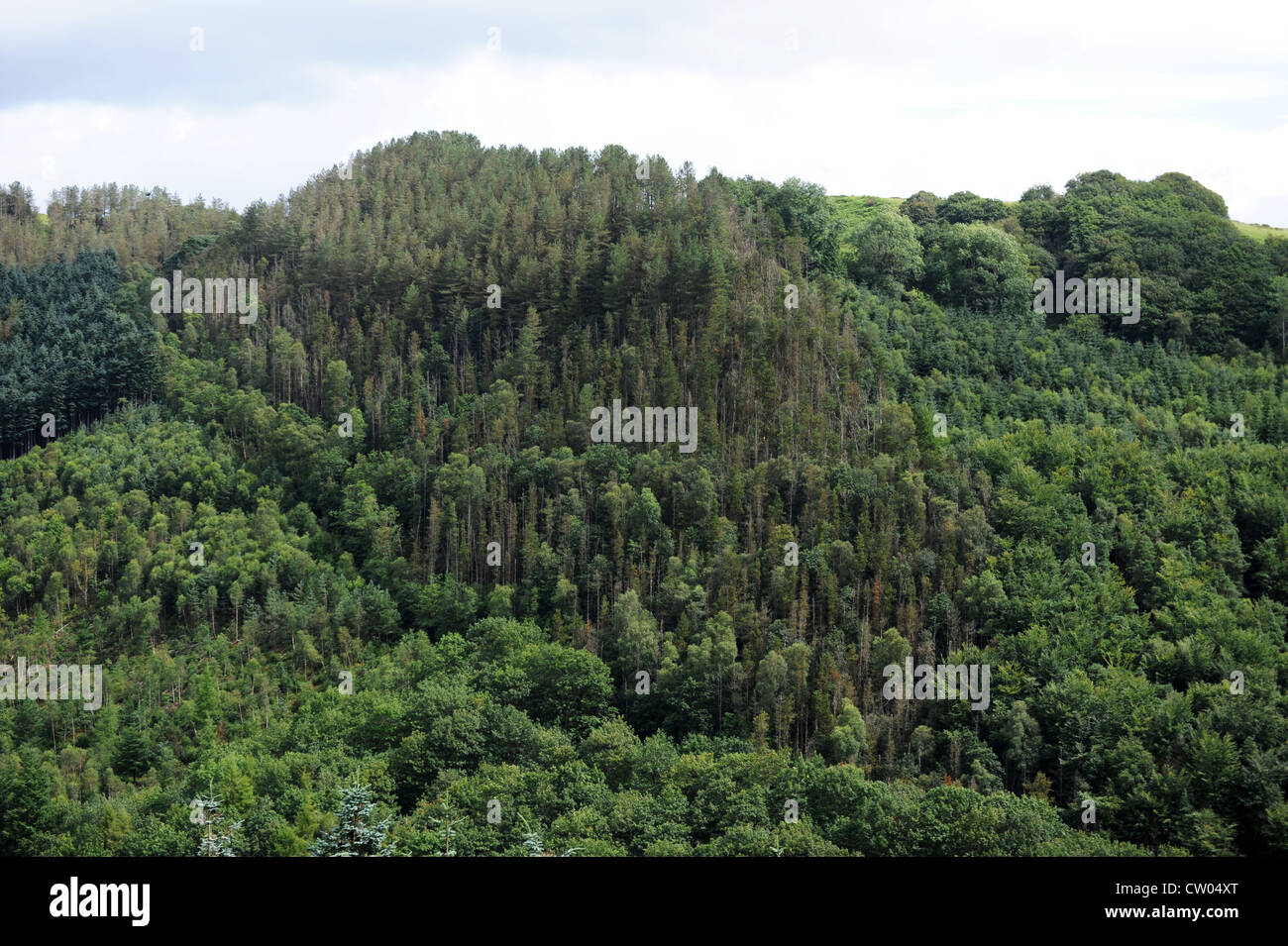 Kiefernwald im Rheidol-Tal in der Nähe von Devils Bridge Ceredigion West Wales Stockfoto