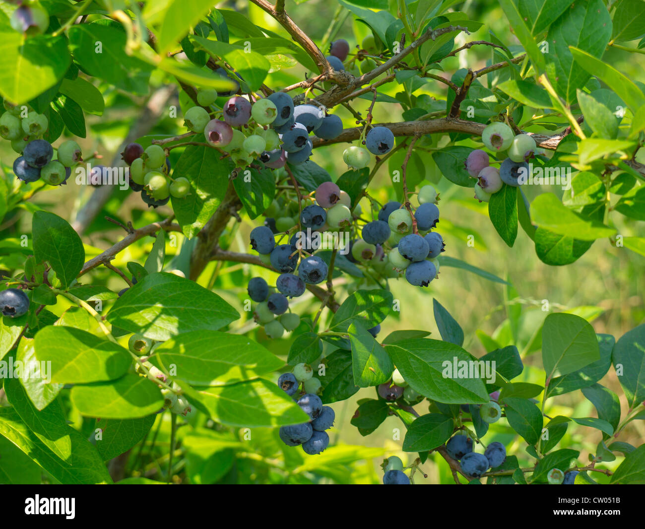 Reife Heidelbeeren Wachsen Auf Bush Stockfoto Bild 49791095 Alamy