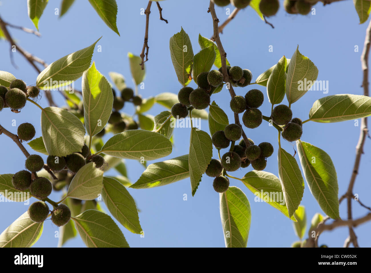 Die Beeren wachsen wild auf Baum, mit blauen sonnigen Himmel dahinter, Andalusien, Spanien. Stockfoto