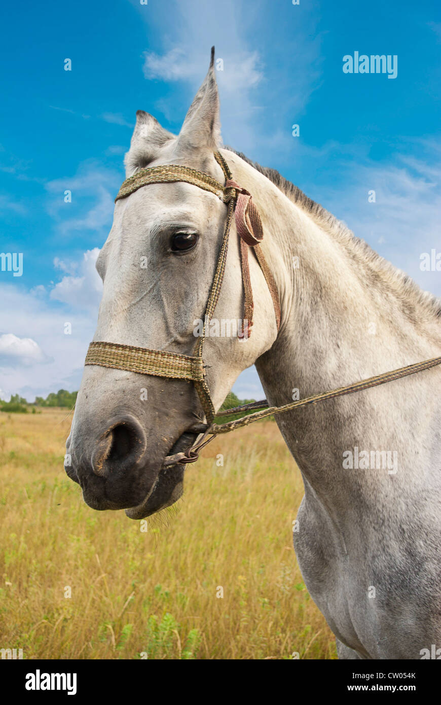 Porträt des grauen Pferd auf der Wiese in Ost-Europa Stockfoto