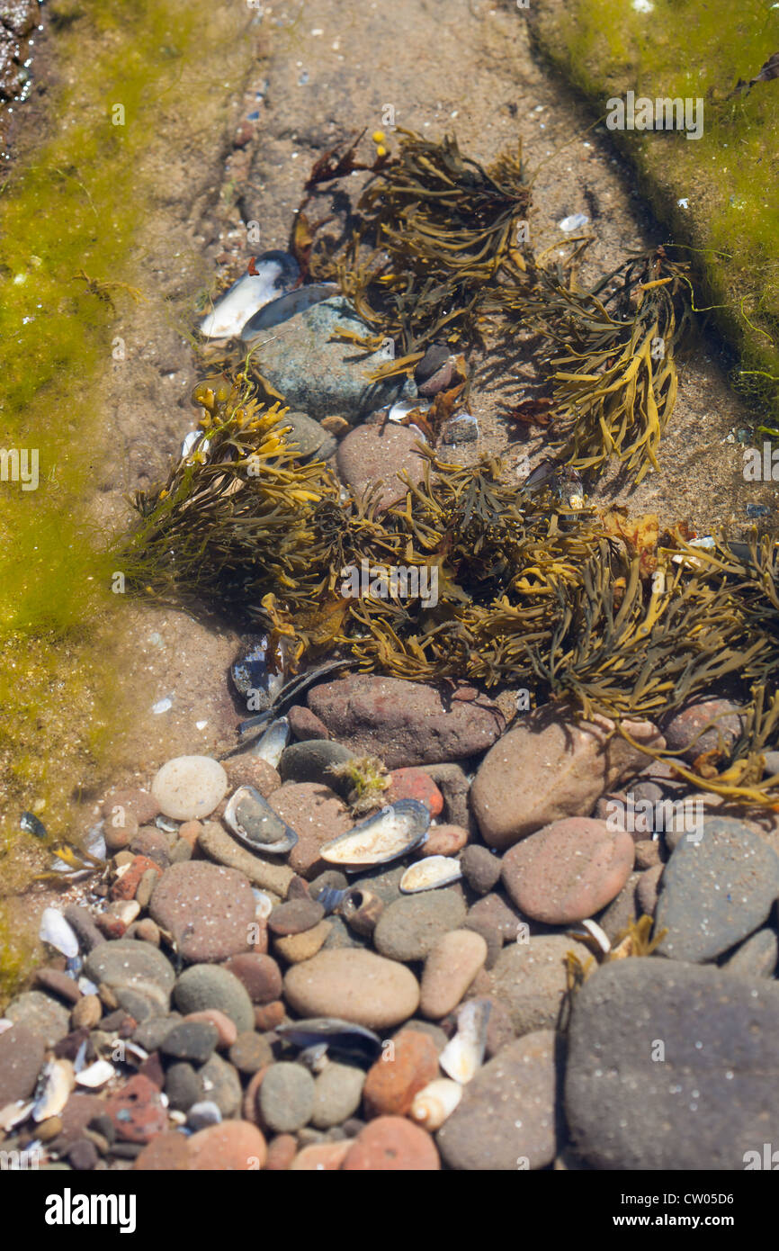 Algen wachsen in Rock pools Ferryden Montrose Scotland UK Stockfoto