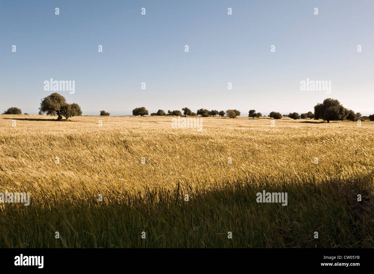 Olivenbäume, die in einem Feld von reifen Hartweizen (Triticum durum) wachsen, verwendet für die Herstellung von Pasta (Sizilien, Italien) Stockfoto