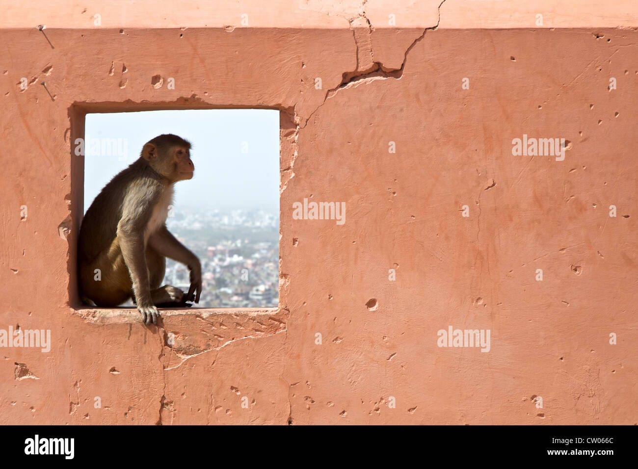 Affe saß in einem Loch in einer Wand Stockfoto