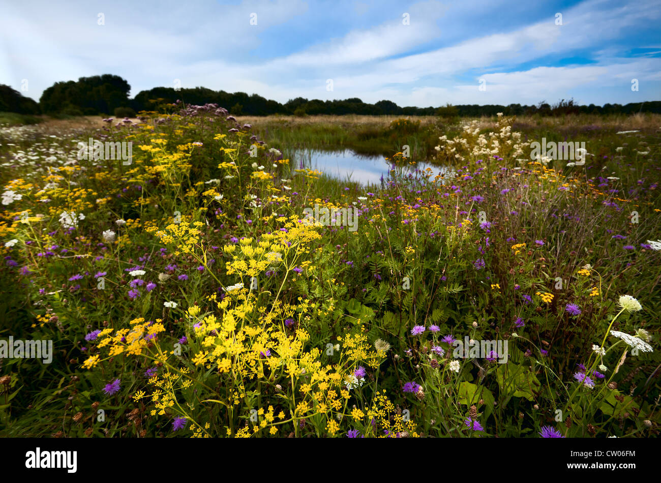 Blumenwiese und teich Fotos und Bildmaterial in hoher Auflösung Alamy