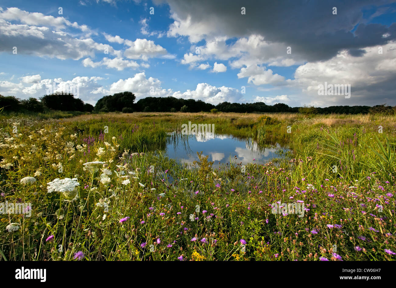 Blumenwiese und teich Fotos und Bildmaterial in hoher Auflösung Alamy