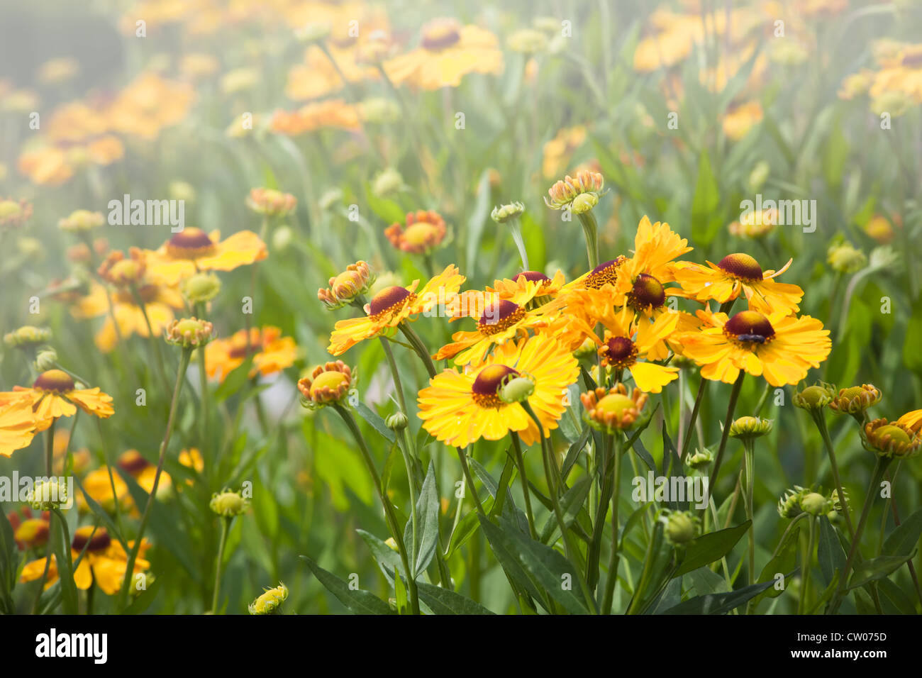 Leuchtend gelbe Helenium Blumen im Garten Stockfoto