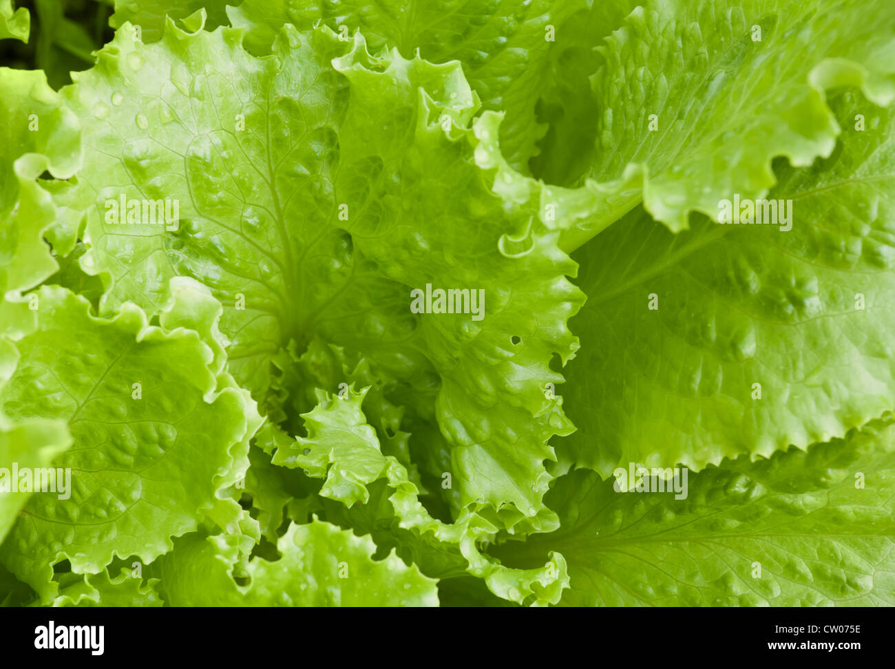 Frische helle grüne Salat Salat Nahaufnahme Foto Stockfoto