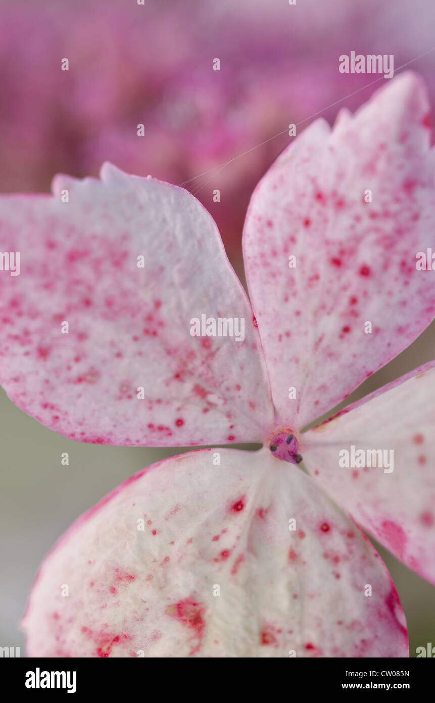 Frühe Stadien der japanischen Hortensie Pflanze Blüte Nahaufnahme Stockfoto