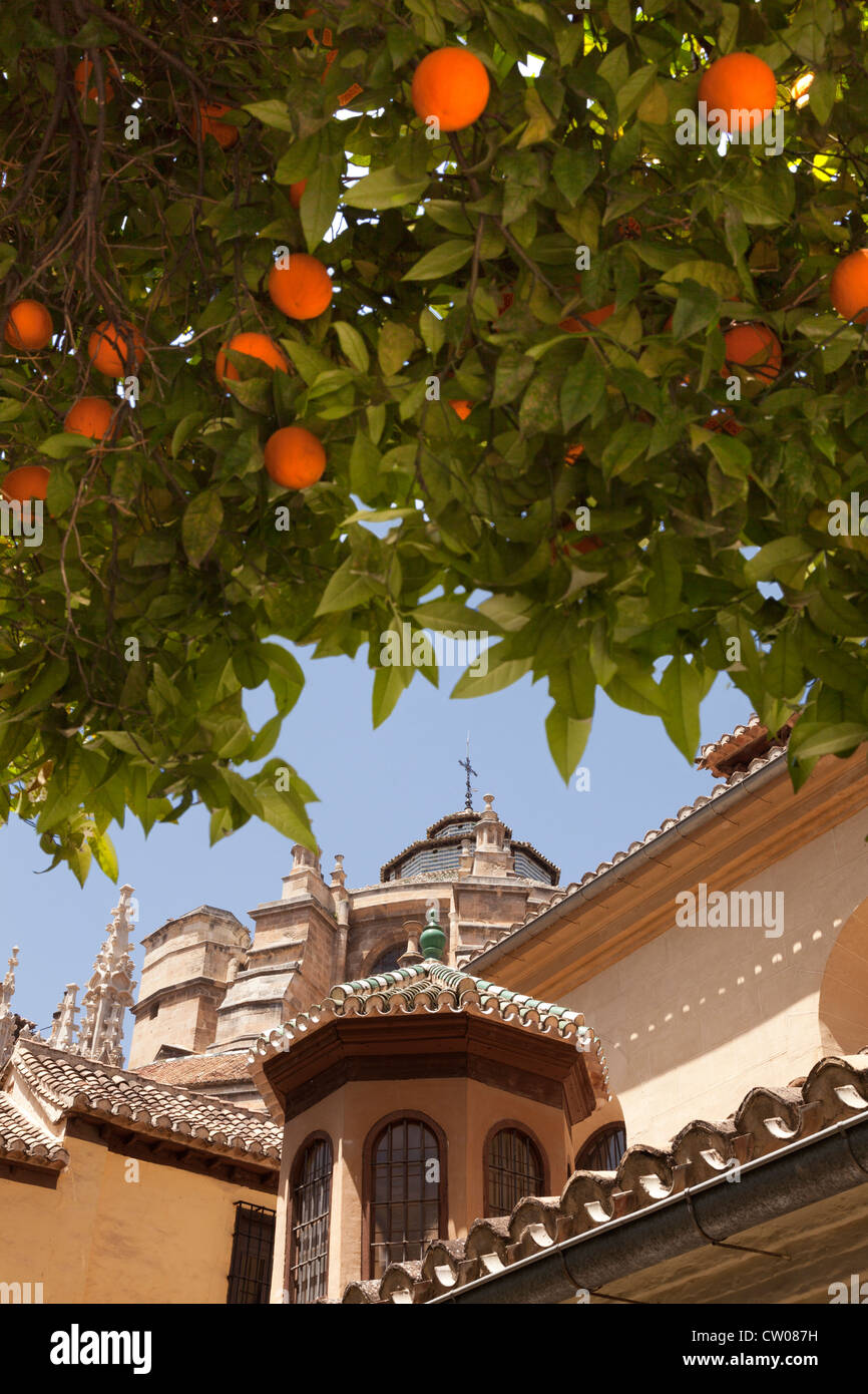 Granada Kathedrale, Andalusien, Andalusien, Spanien, Europa. Unter schönen orange Frucht Bäume gesehen. Stockfoto
