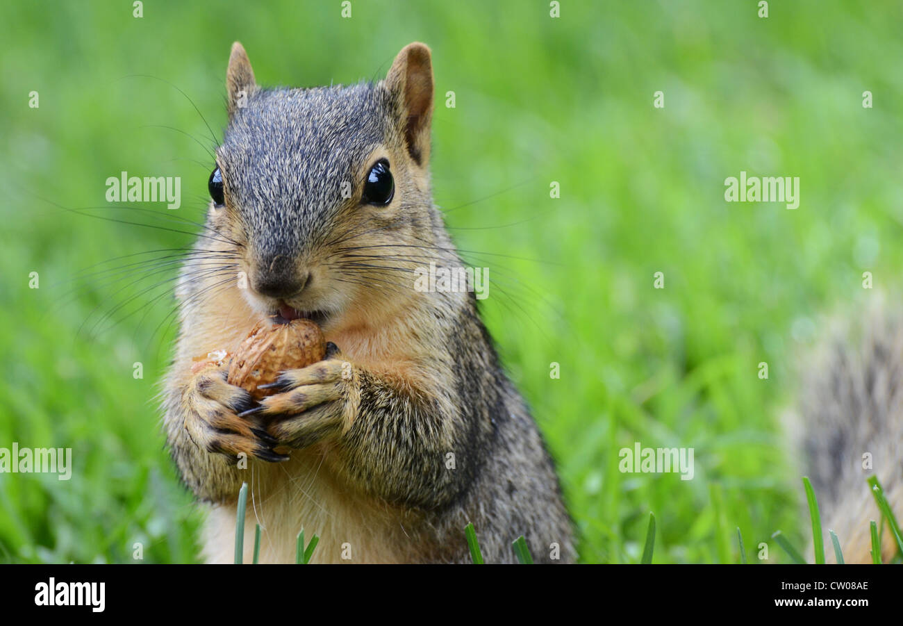 Eichhörnchen Essen Erdnuss, von vorne gesehen Stockfoto