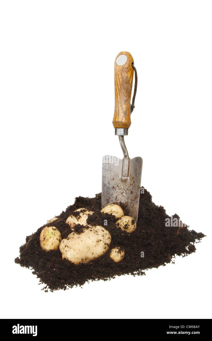 Frisch gegraben Frühkartoffeln in einem Haufen von Böden mit einer Garten Kelle isoliert gegen weiß Stockfoto