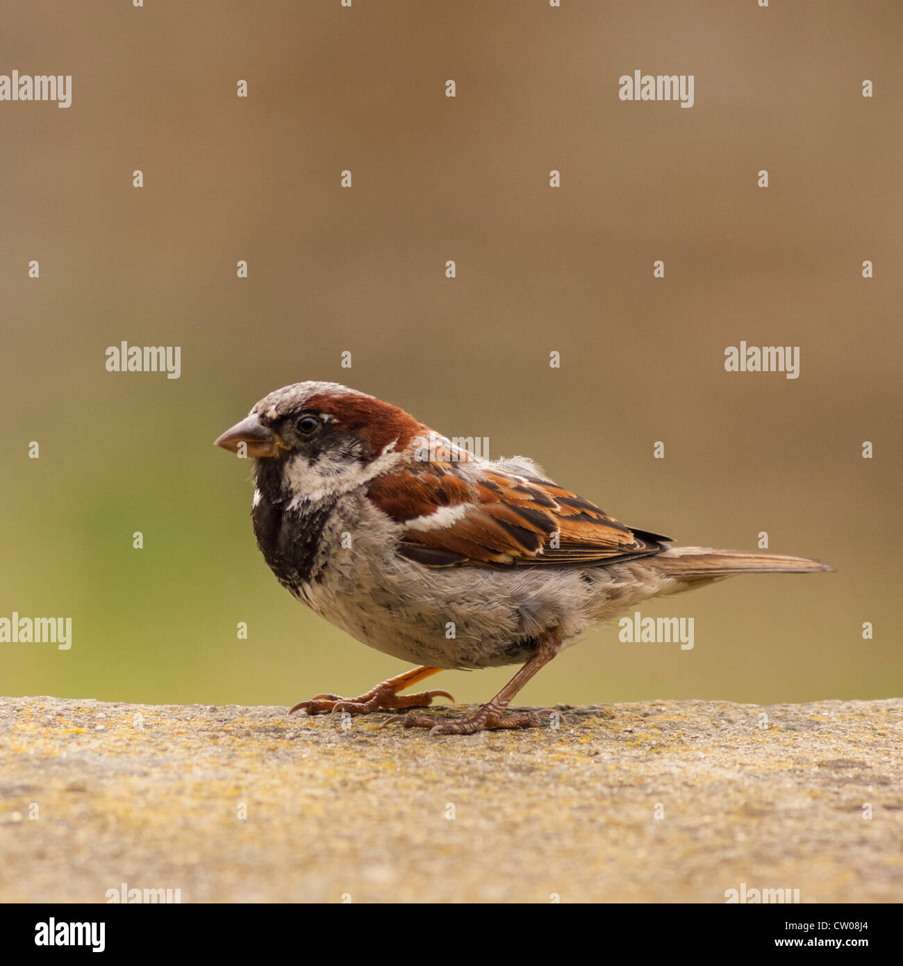 Eine Nahaufnahme der Vogel Bildniss eines männlichen Haussperling (Passer Domesticus) in einem uk-Garten Stockfoto