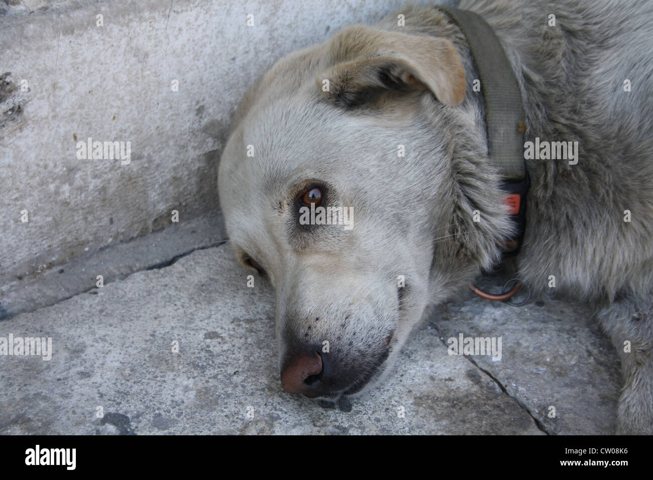 depressive Hund in l ' Aquila nach dem Erdbeben Stockfoto