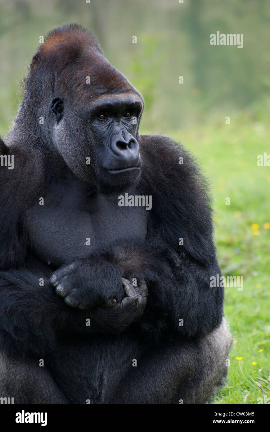 Westlicher Flachlandgorilla weibliche Stockfoto