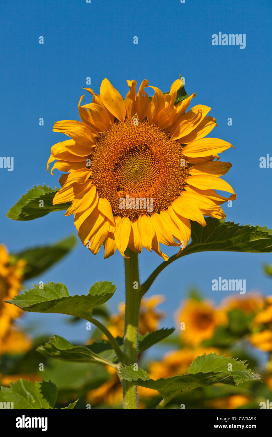 Sonnenblumen in voller Blüte auf einem Feld in der Nähe von Winkler, Manitoba, Kanada. Stockfoto