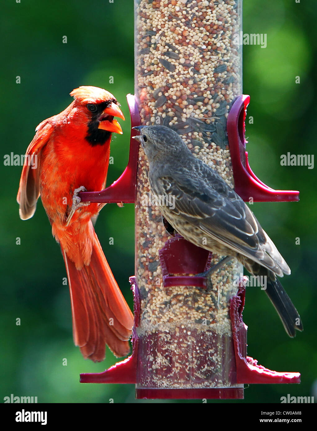 Vögel im Konflikt Stockfoto