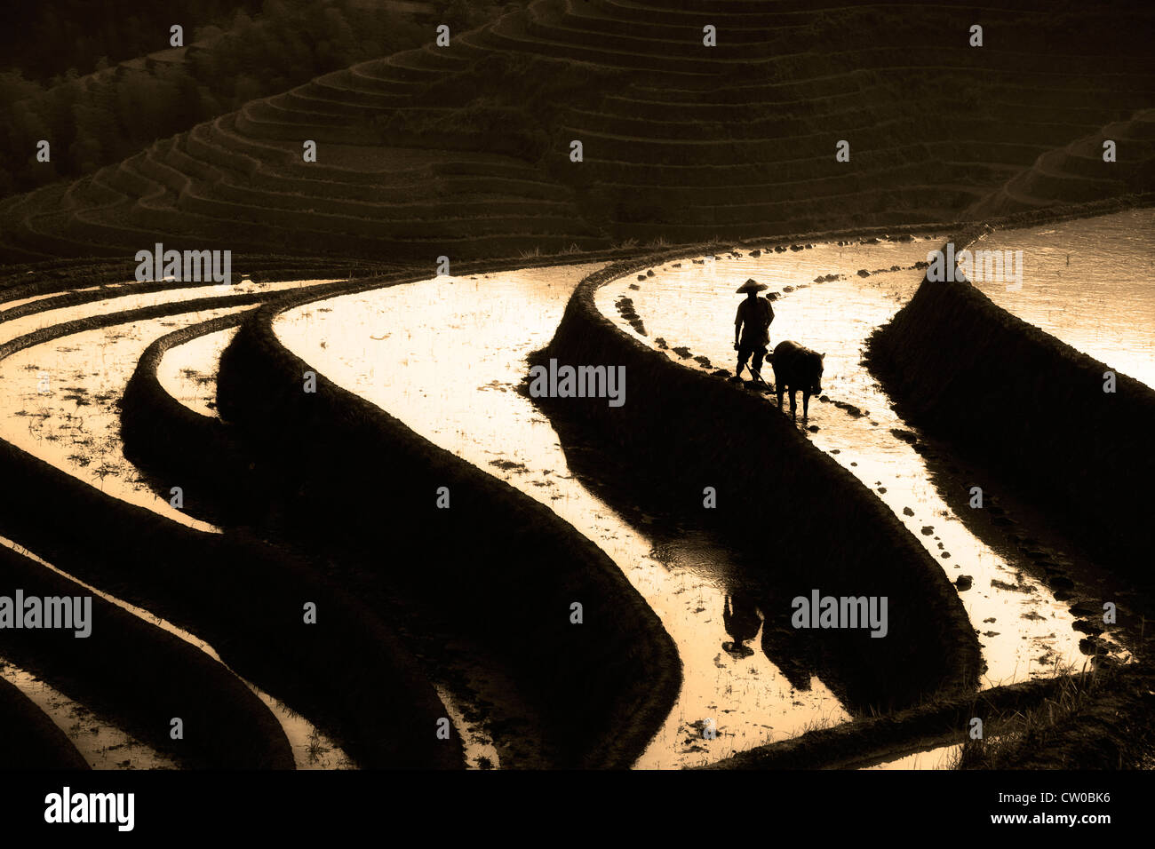 chinesische Bauern und Wasserbüffel auf Reisterrassen Stockfoto