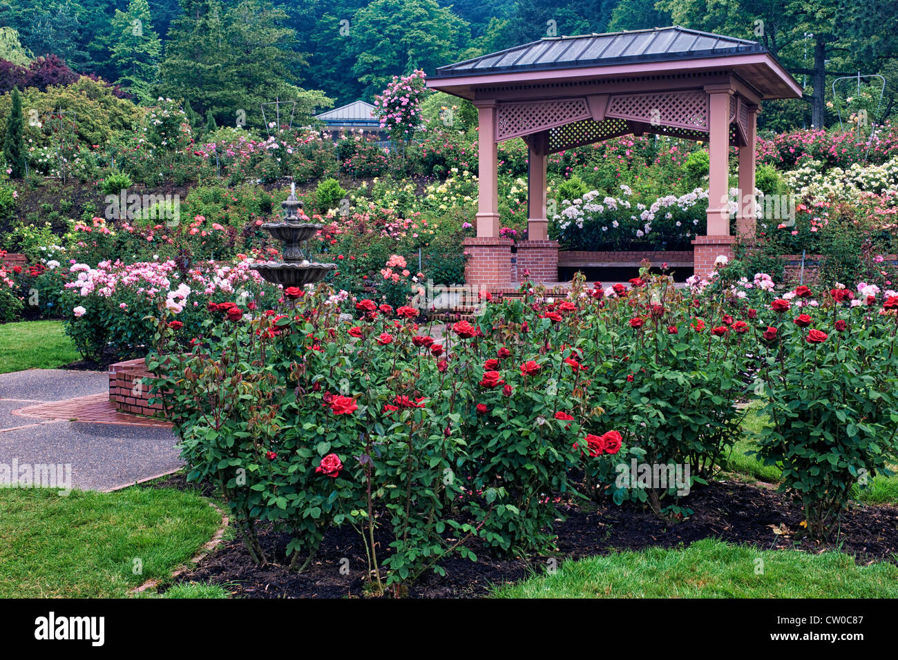 Portland International Rose Test Garden in Washington Park zeigt 7.000 Rosengewächse und 550 Sorten von Rosen. Stockfoto