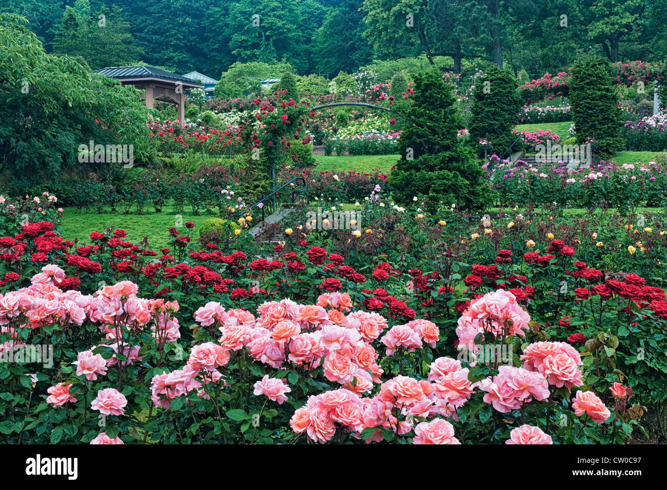 Portland International Rose Test Garden in Washington Park zeigt 7.000 Rosengewächse und 550 Sorten von Rosen. Stockfoto