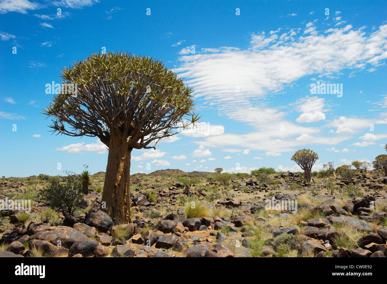 Kokerboom Bäume, Quivertree Forest, in der Nähe von Keetnanshoop, Namibia Stockfoto