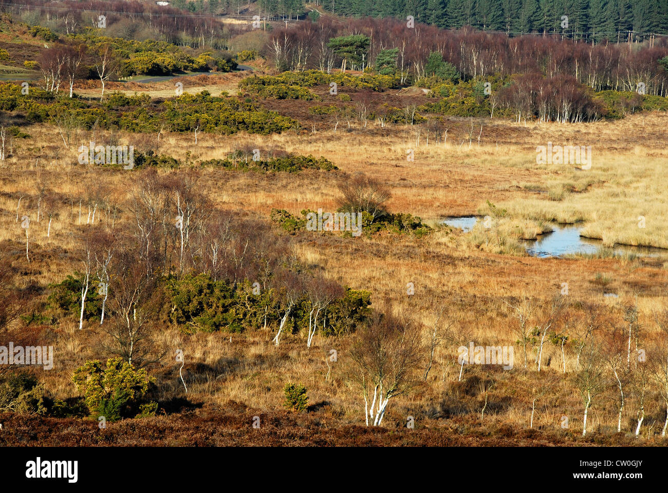 Ein Blick auf die nationalen Natur Hartland Moor reservieren Dorset UK Stockfoto