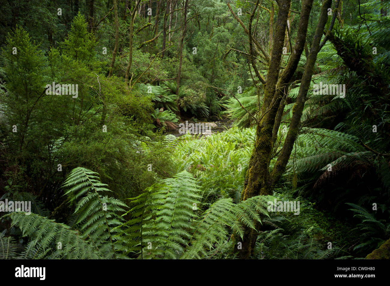 Schönen Fluss im Otway Ranges National Park, Australien. Regenwald. Wald-Szene Stockfoto