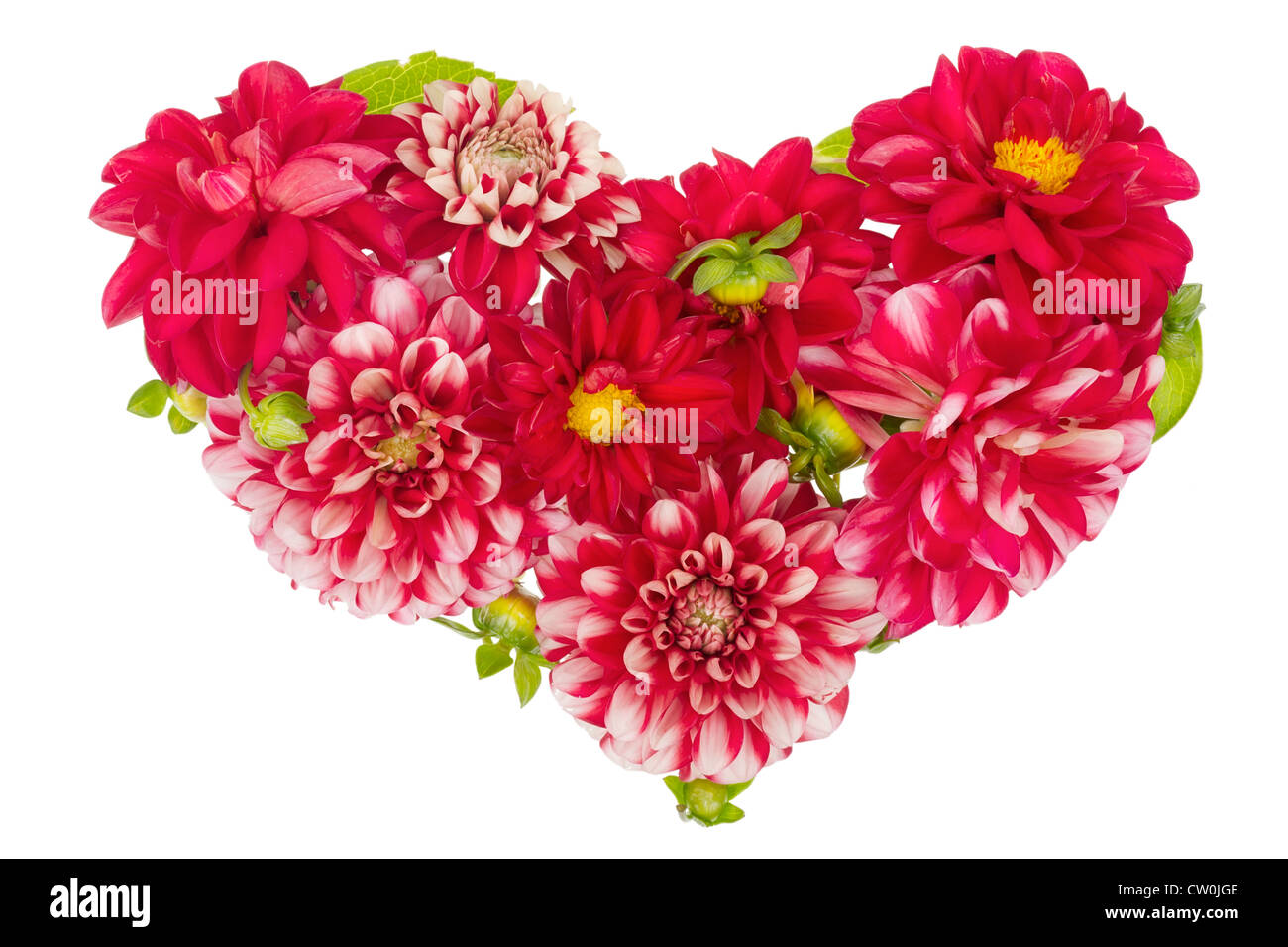 Blutige floral isolierte Herz-Konzept von rote Dahlien Sommerblumen mit Knospen Stockfoto