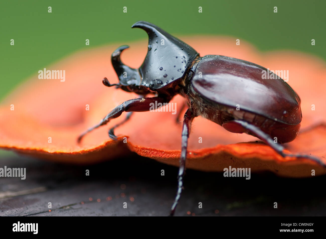 Nashornkäfer auf orange Pilz Stockfoto