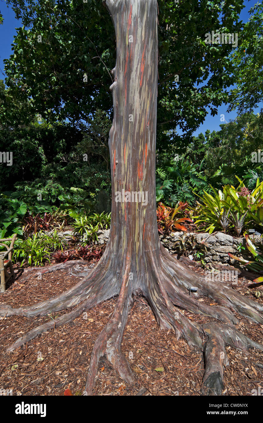 Fairchild Tropical Botanical Gardens in Coral Gables, einem Vorort von Miami, Florida. Regenbogen-Eukalyptus-Baum. Stockfoto