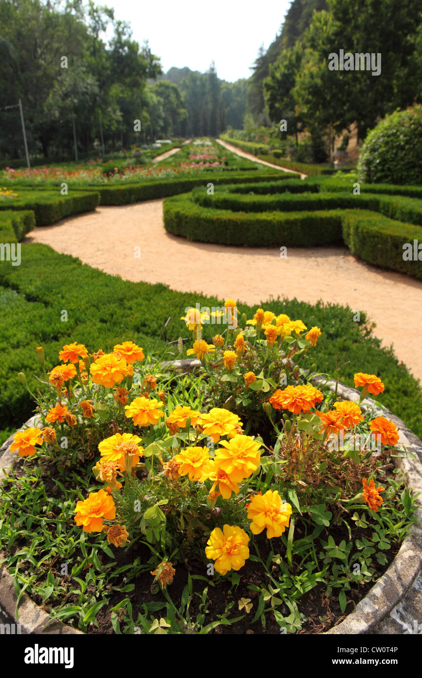 Blumen in sieben Hills Forest Park und Garten in Tomar, Portugal. Stockfoto