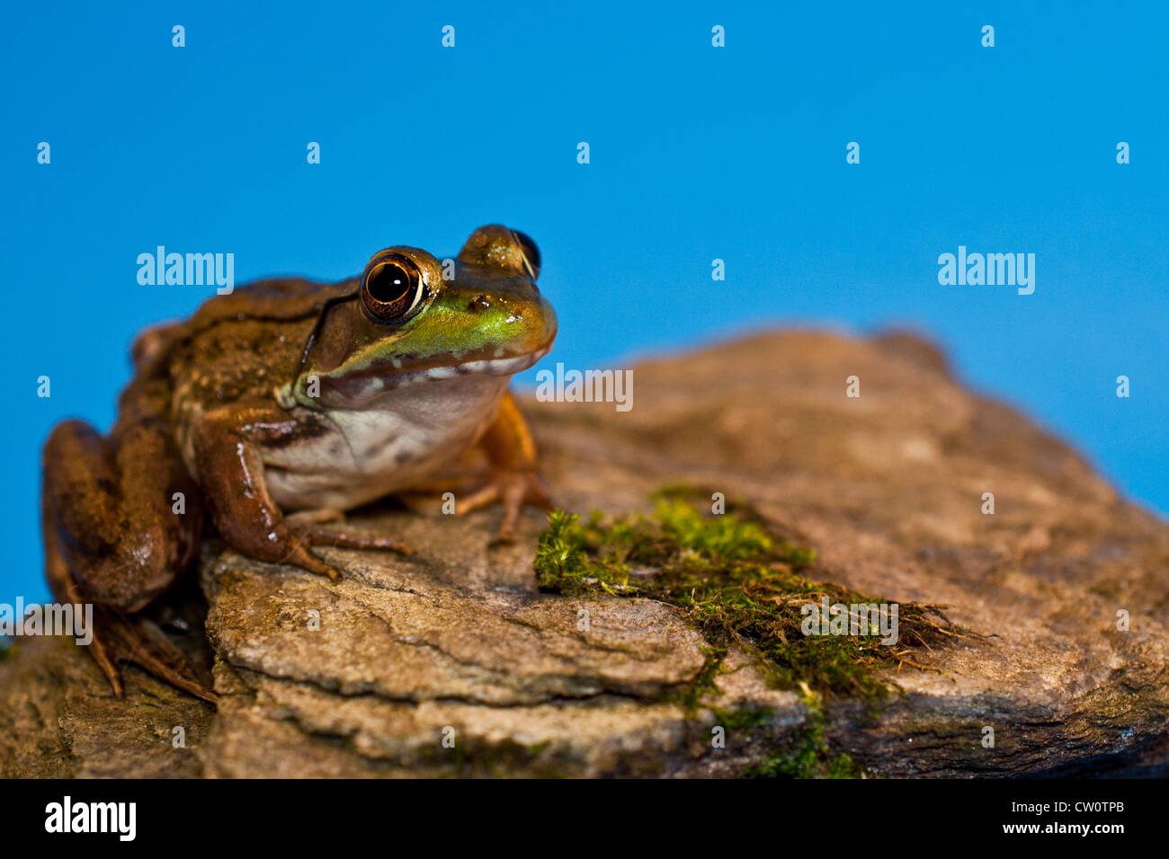 Grüner Frosch (Rana Clamitans) Stockfoto
