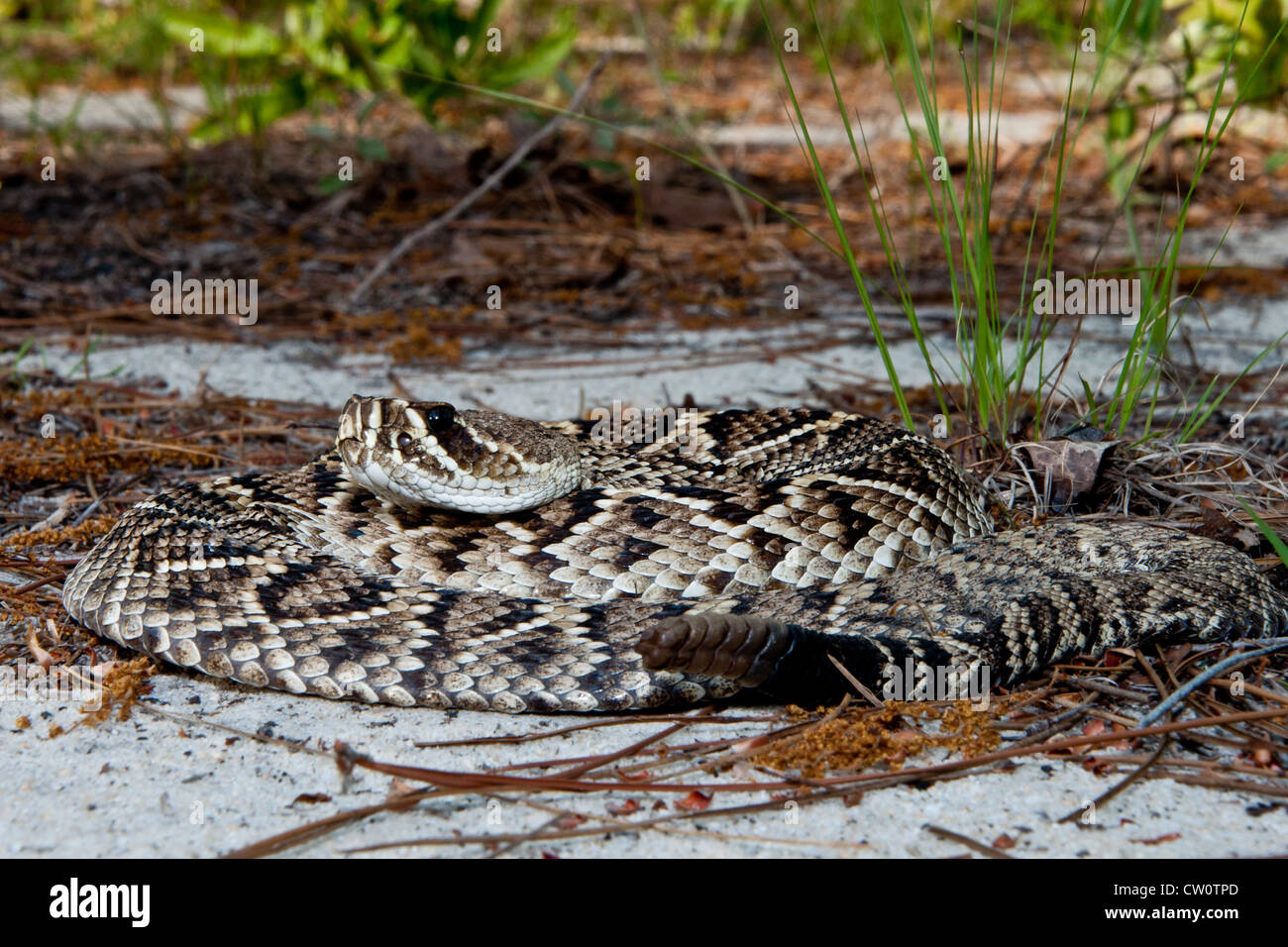 Diamondback Klapperschlange (Crotalus Adamanteus) Stockfoto