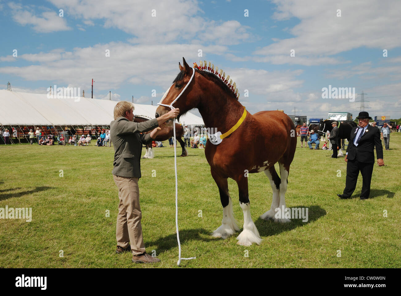 Ein Shire Pferd beurteilt auf der Heckington, Lincolnshire, England. Stockfoto
