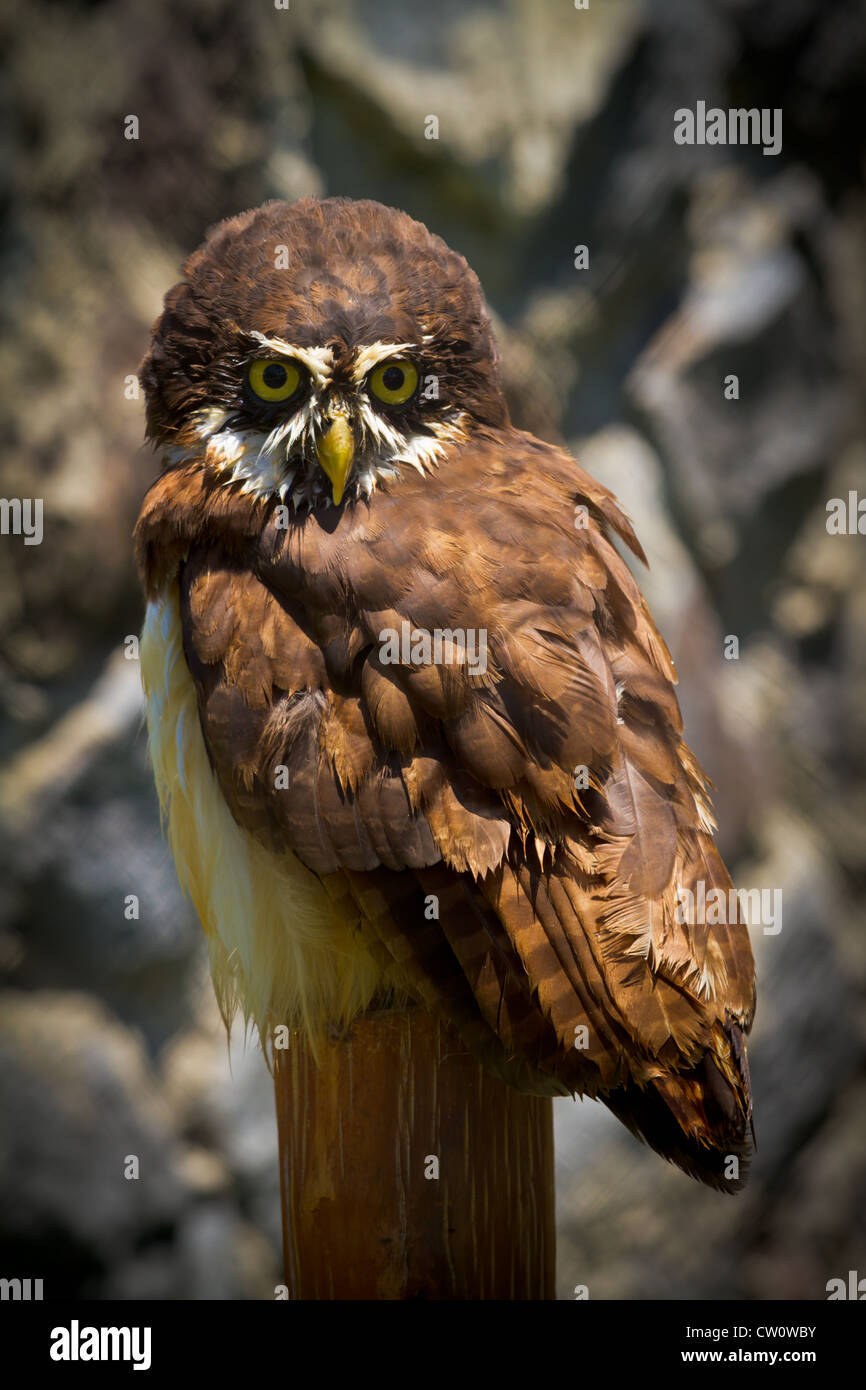 Eule stützt sich auf eine Stelle im Vogelschutzgebiet in den Hügeln oberhalb von Octavalo Stockfoto