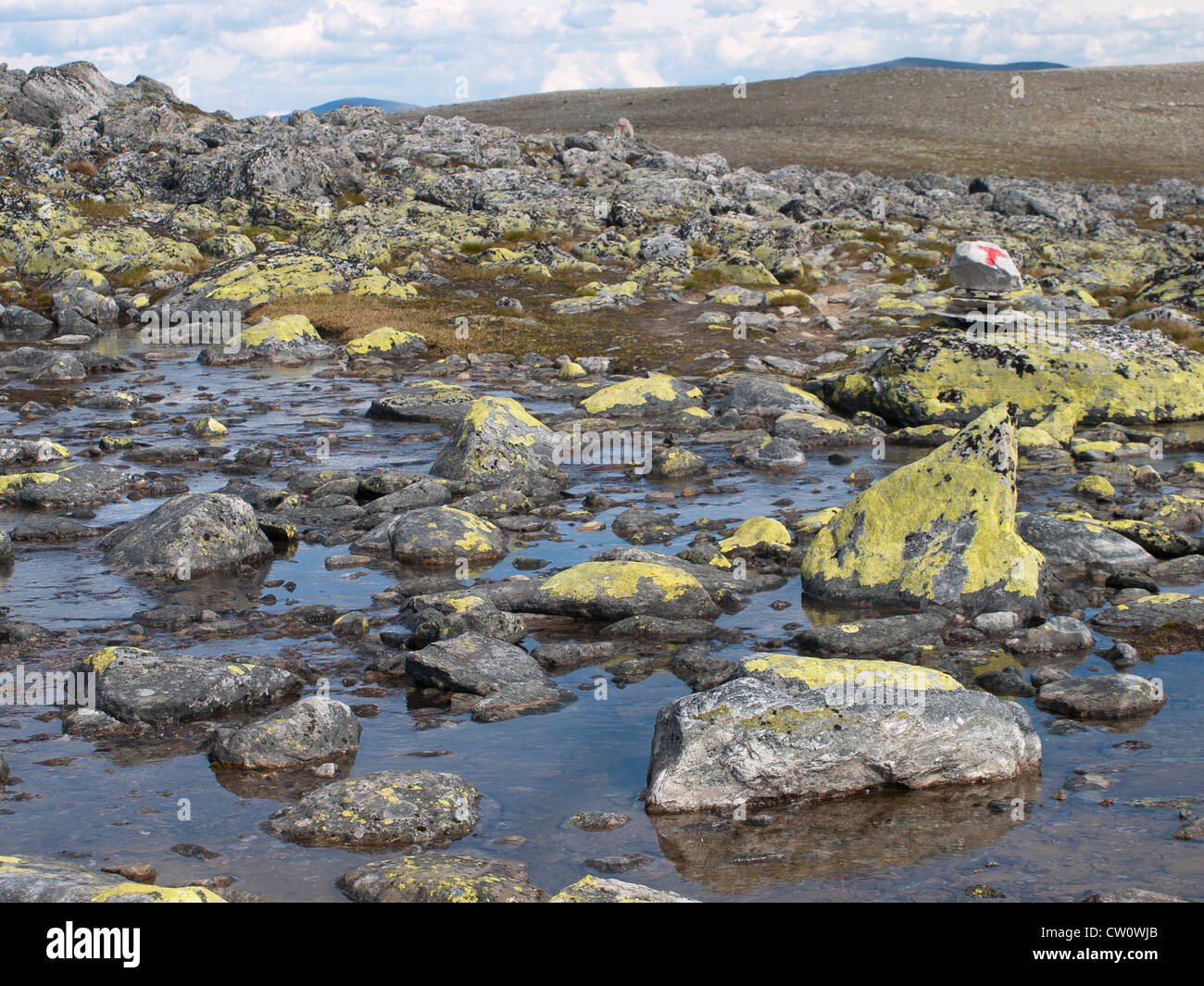 Schmelzwasser erstellen von Teichen und ein Stream in ein Wanderweg im Dovrefjell Nationalpark in Norwegen Stockfoto