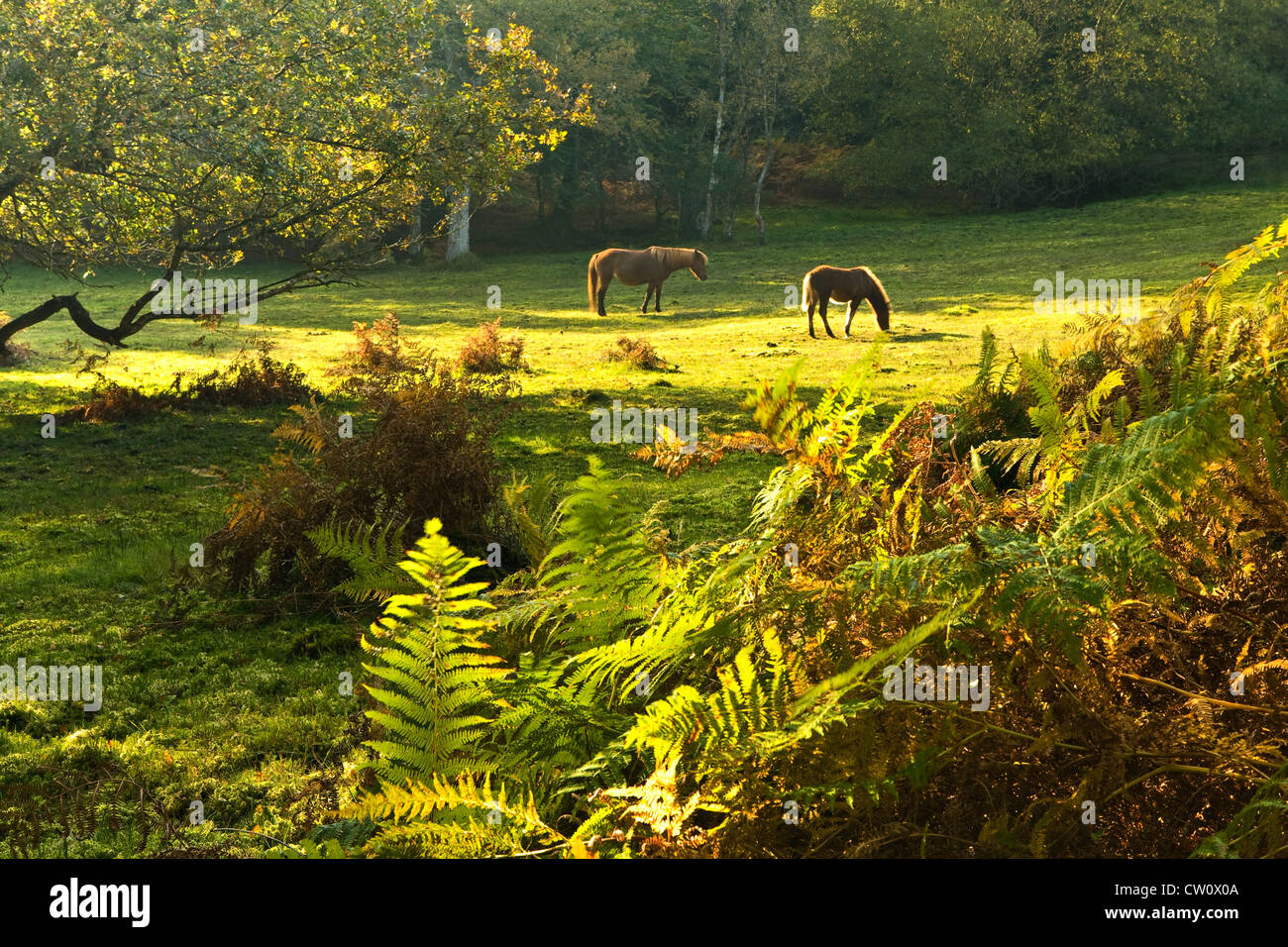Ponys im New Forest, Hampshire, UK, genießen Sie die Sonne am frühen Morgen Stockfoto