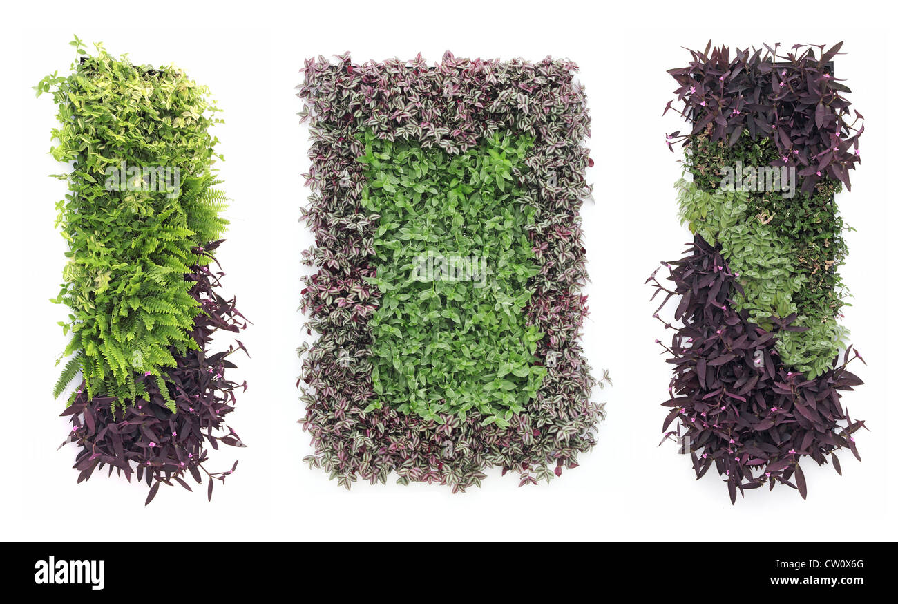 Grün und lila hängenden Gärten Stockfoto