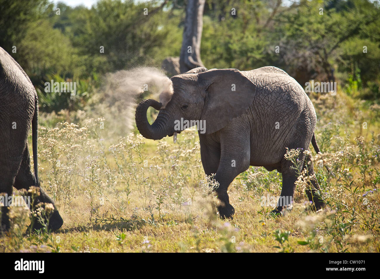Elefanten in Botswana, Afrika. Stockfoto