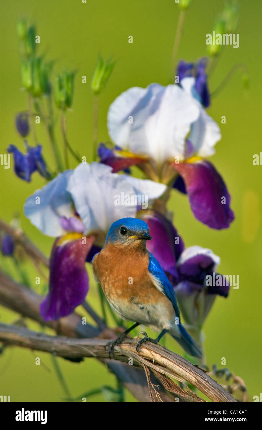 Östlichen Bluebird Männchen im Garten mit Iris Stockfoto