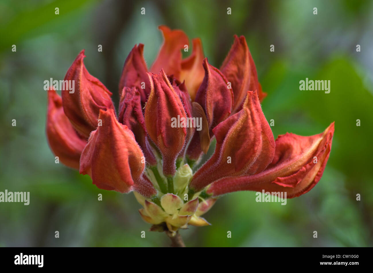 Flamme Azalea Knospen Stockfoto