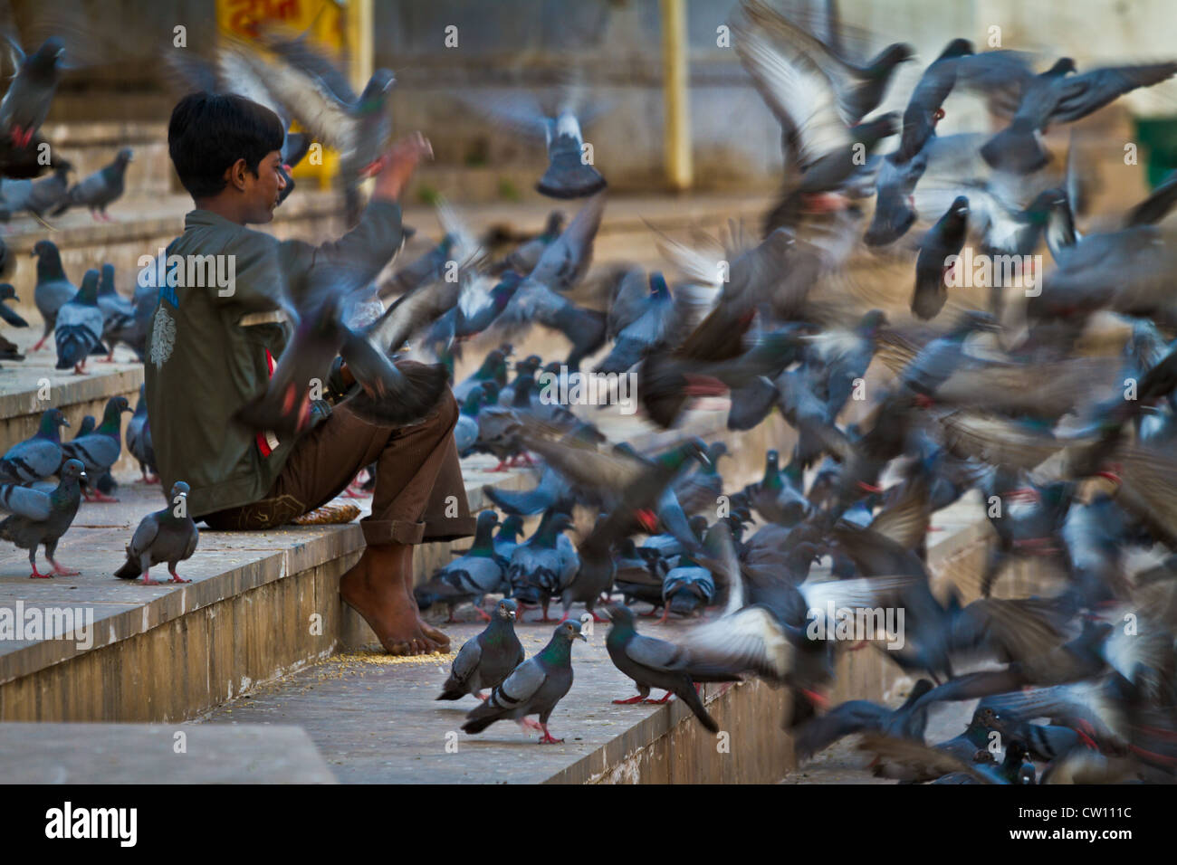 Junge Felder Tauben in Pushkar Stockfoto