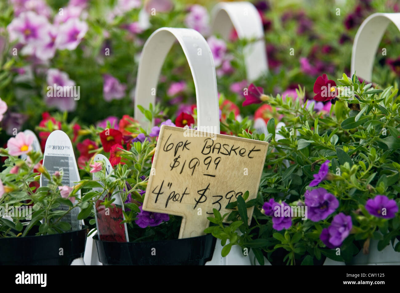 Mini-Petunien zum Verkauf im Blumengeschäft in Buckner, Kentucky Stockfoto