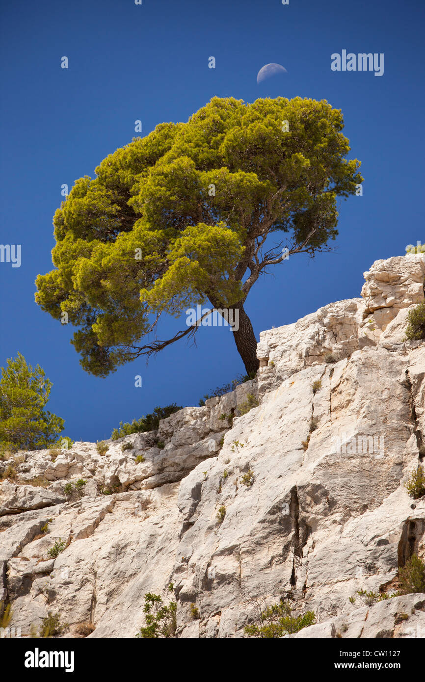 Einsamer Baum wächst aus Fels in den Calanques bei Cassis, Provence Frankreich Stockfoto