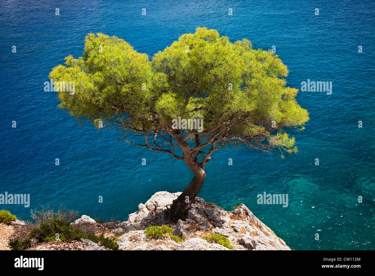 Einsame Kiefer wächst aus Fels in den Calanques bei Cassis, Provence Frankreich Stockfoto